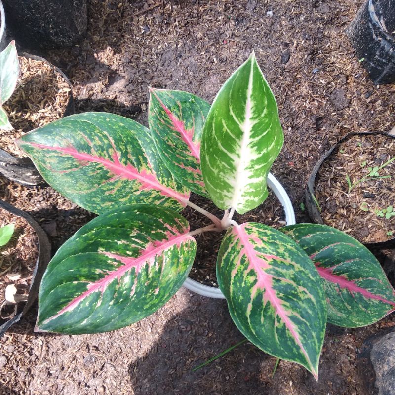 Bunga Aglonema Big papa jumbo