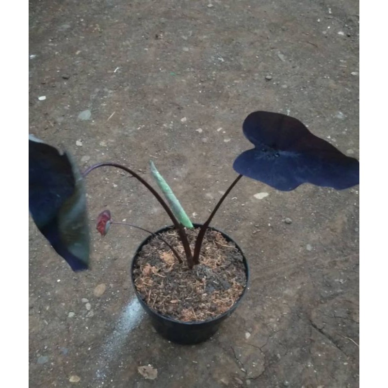 Colocasia Black Coral