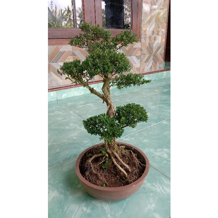 bonsai cendrawasih jumbo siap pajang