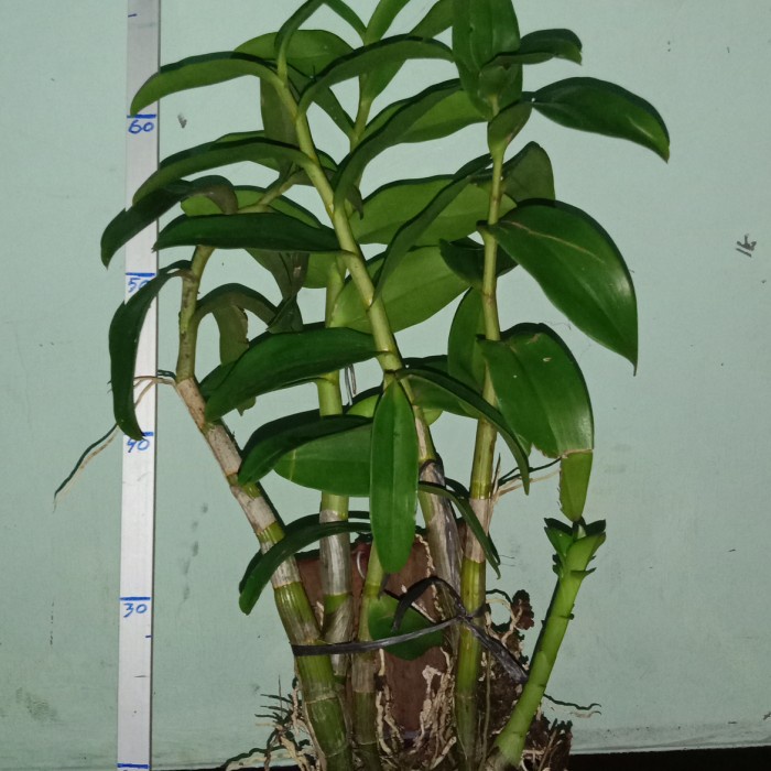 Anggrek Dendrobium Albertine berkualitas