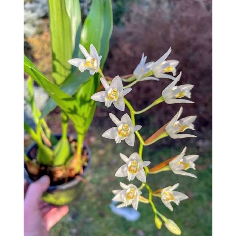 Anggrek Coelogyne flexuosa