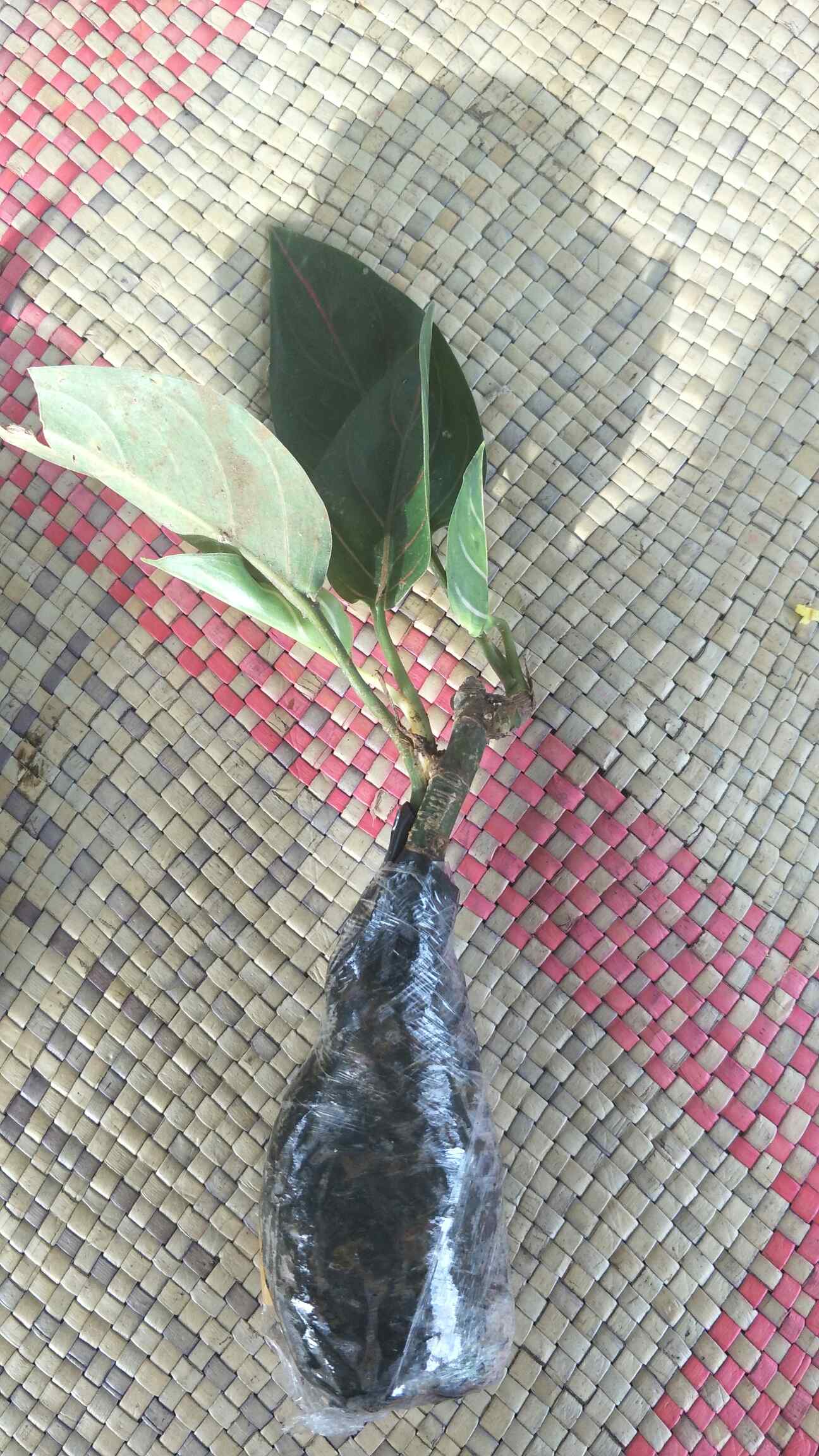 Tanaman Hias Aglonema Rotundum