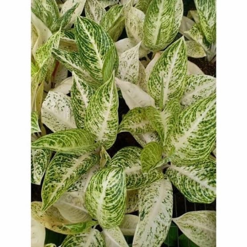 Tanaman hias BIBIT Aglonema White Legacy/ Aglonema Legacy Putih