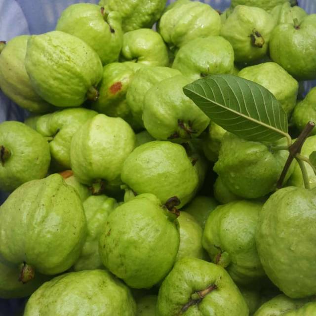 

Jambu Kristal