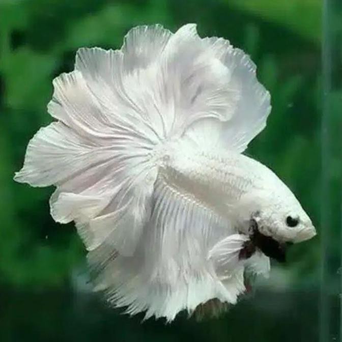ikan cupang hias platinum cupang white platinum terlaris keren