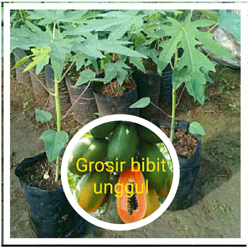 Bibit pepaya thailand