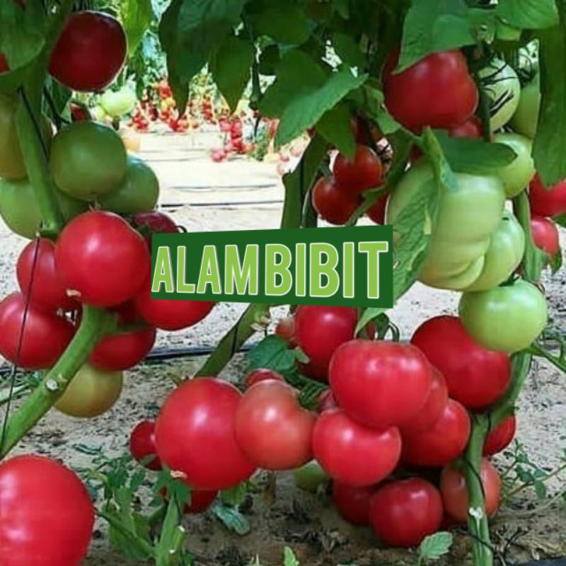 BIBIT TOMAT SUPER (BUAT SAYUR) beli 5 gratis 1