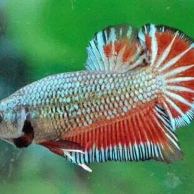 Ikan cupang plakat