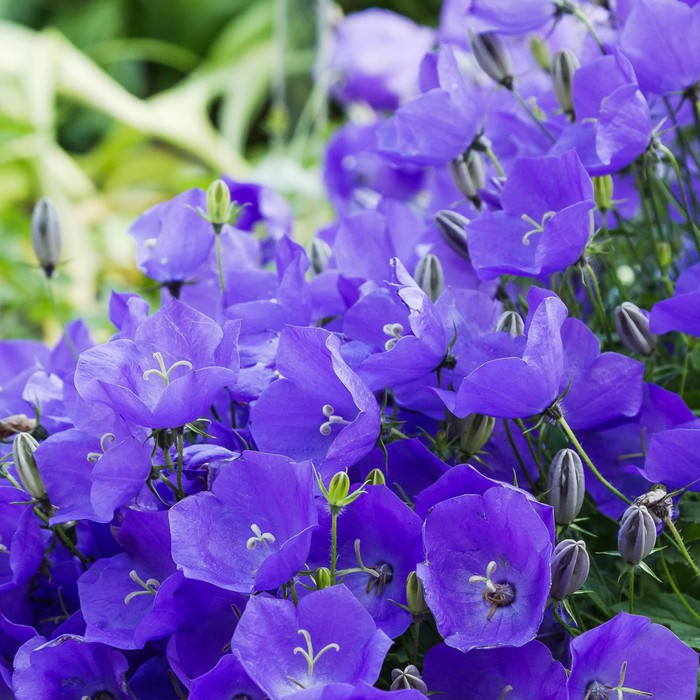 Benih Bibit Biji - Bunga Bellflower Campanula Carpatica Blue Flower Seeds - IMPORT