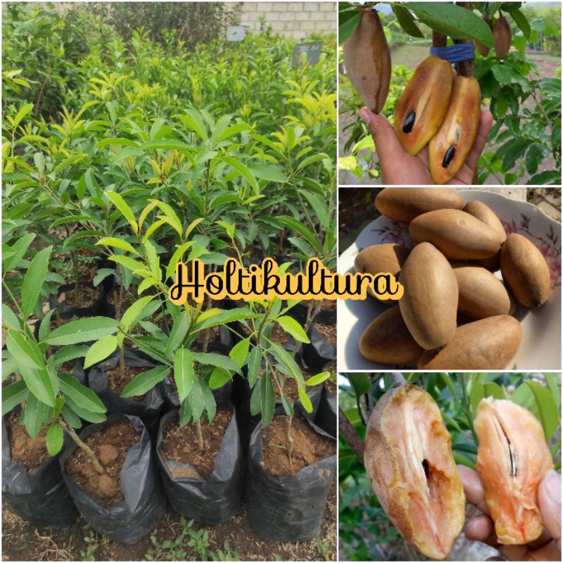 Bibit buah sawo mentimun sawo timun Holtikultura tanaman