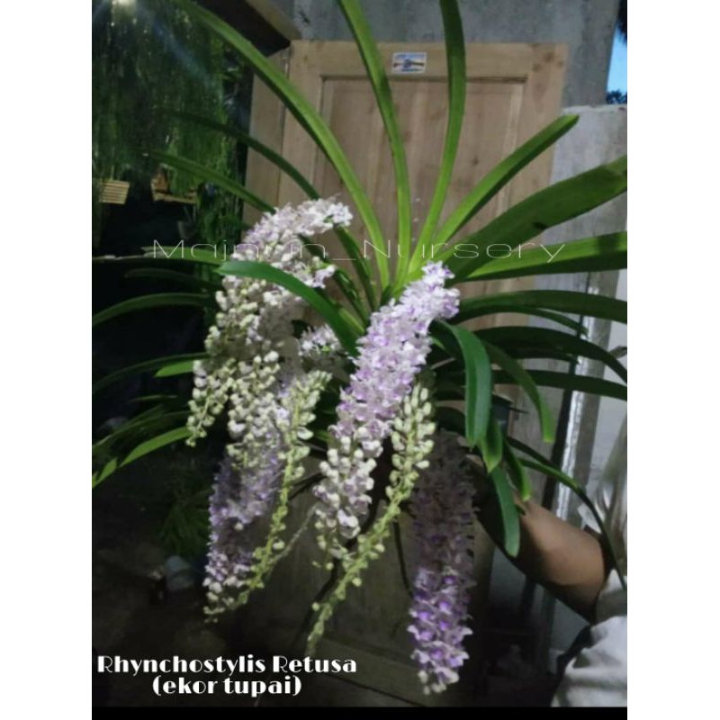 Rhynchostylis Retusa / Anggrek Ekor Tupai Spike , kecuali yg kecil