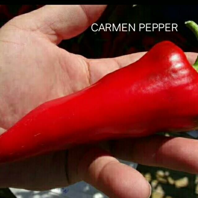 Benih/Biji/Seed Cabai Hias Cabai Unik Cabai Jumbo Cabai Carmen Pepper