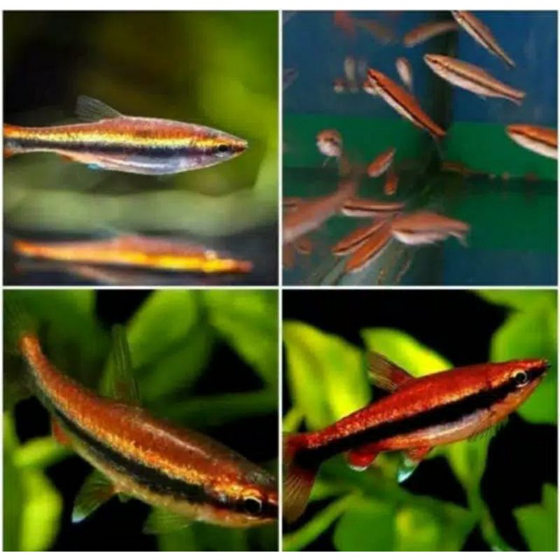 

ikan red pencil tetra