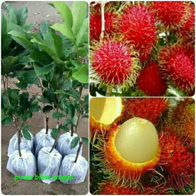 

terlaris Bibir rambutan Binjai