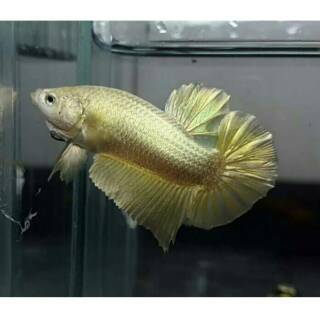 66+ Gambar Ikan Cupang Jenis Bangkok HD Terbaik