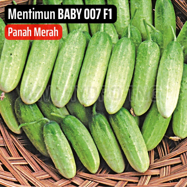 Benih Panah Merah, Mentimun BABY 007 F1 - East West Seed