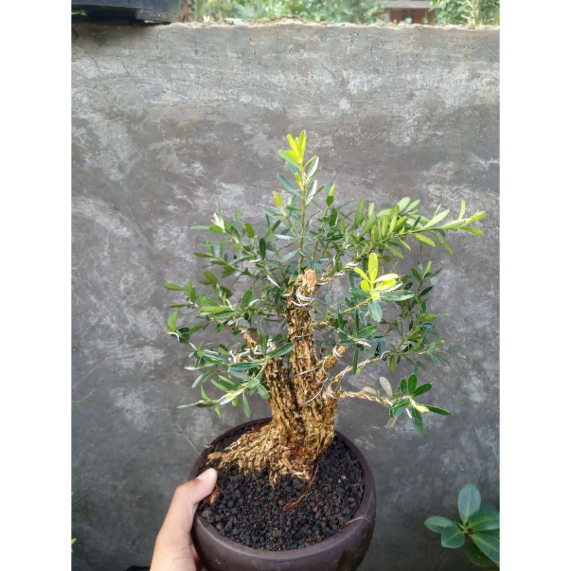 tanaman hias bonsai boxus//bonsai boksus //tanaman hidup