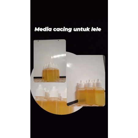 essen cacing micro original/ umpan lele