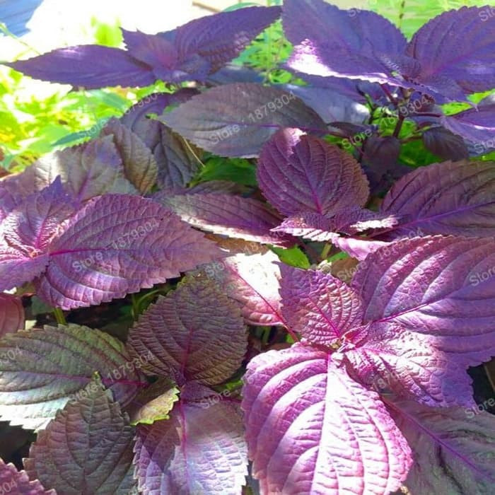 Haira Seed Bibit-Biji Shiso Perilla Purple-Merah