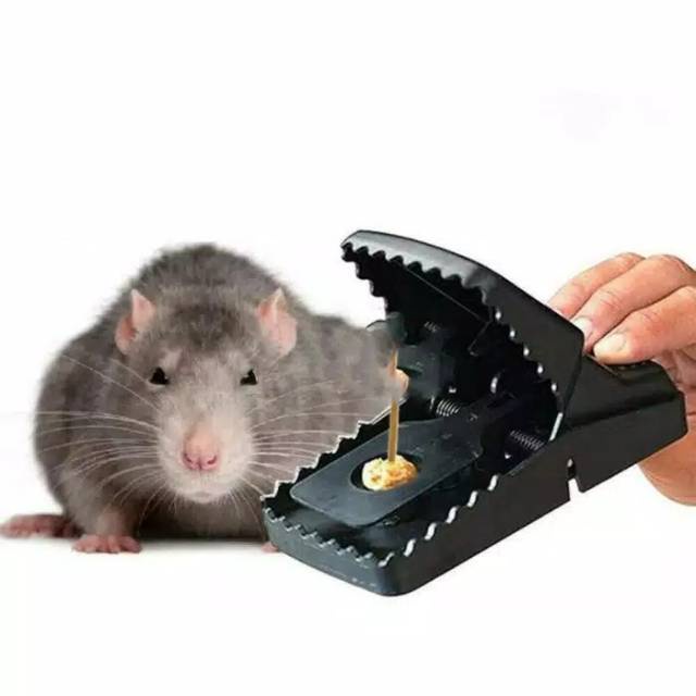 [COD] Mouse Trap Jebakan Perangkap Tikus Praktis tanpa Racun Dilengkapi dengan Pemicu Sensitif Dapat Membunuh Tikus Ukuran Besar - Miki Trap