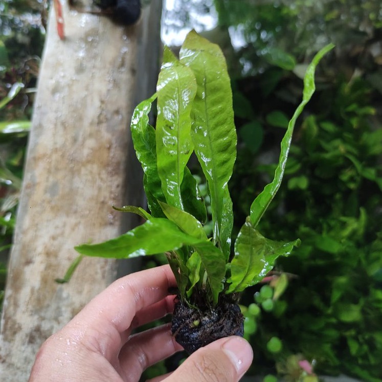 KADAKA WABIKUSA / KADAKA JAVA FERN MEDIA WABIKUSA TANAMAN AQUASCAPE