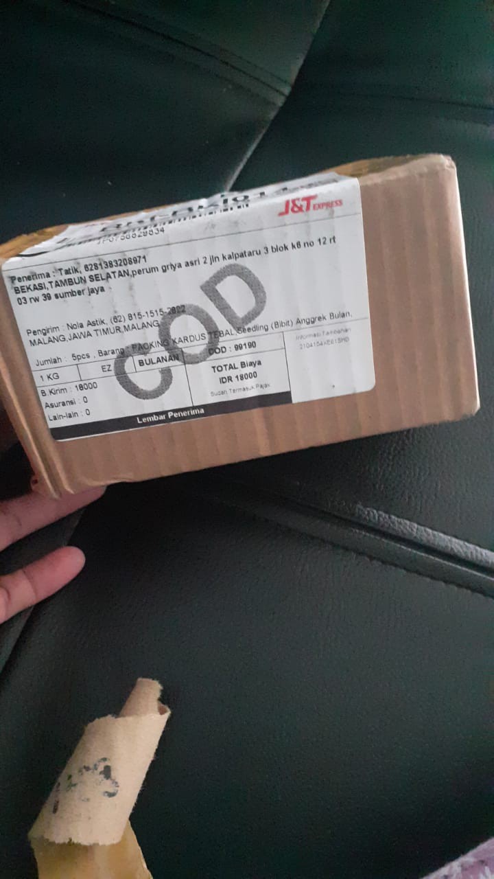 Bibit Seedling Dendrobium Hybrida