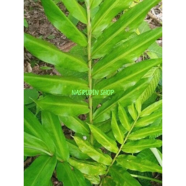 

DAUN LEMPUYANG SEGAR / ZINGIBER ZERUMBET / DAUN PUYANG / DAUN LAMPUYANG PETIK KIRIM