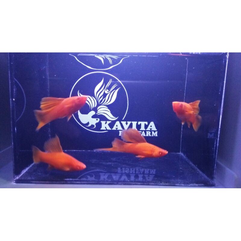 Albino bloodred swordtail