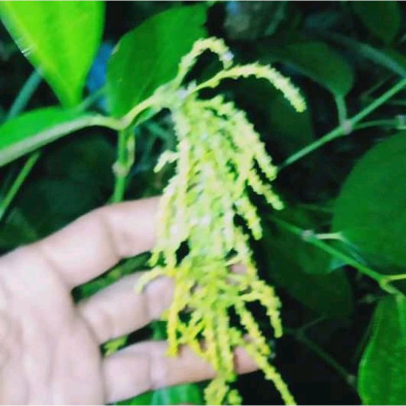 bibit lada unggul peper tekken piperteken sambung melada