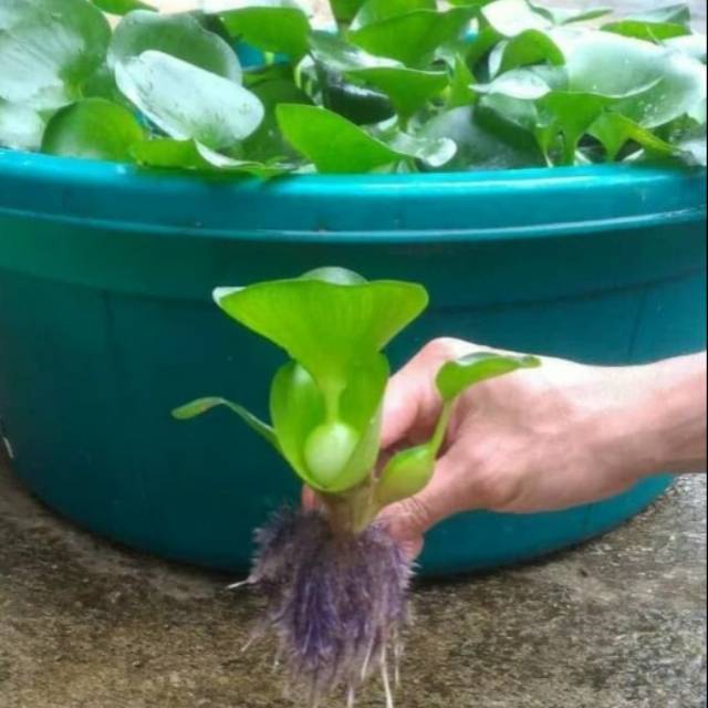 Tanaman air eceng gondok - tanaman hias eceng gondok