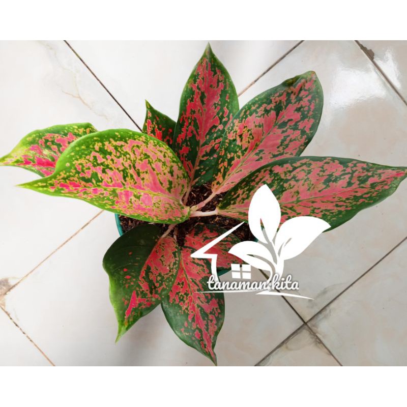 Aglonema Kochin cameleon