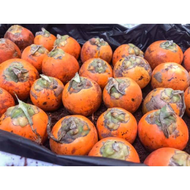 Bibit Pinang Thailand