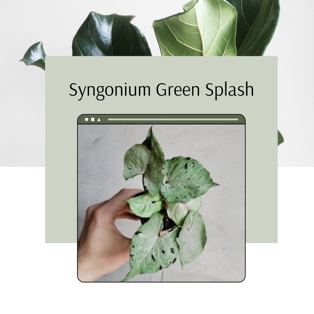 Tanaman Koleksi Syngonium Green Splash Tanaman Unik Syngonium Green Splash