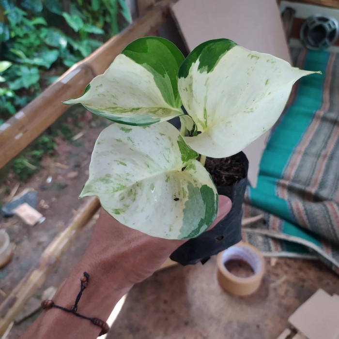 tanaman srigading mangkok manjula - sirih gading keong - merambat