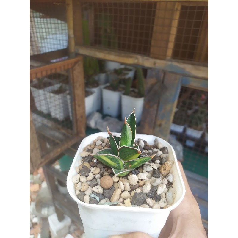 sanseviera Rorida Varigata jreng on pot 8cm