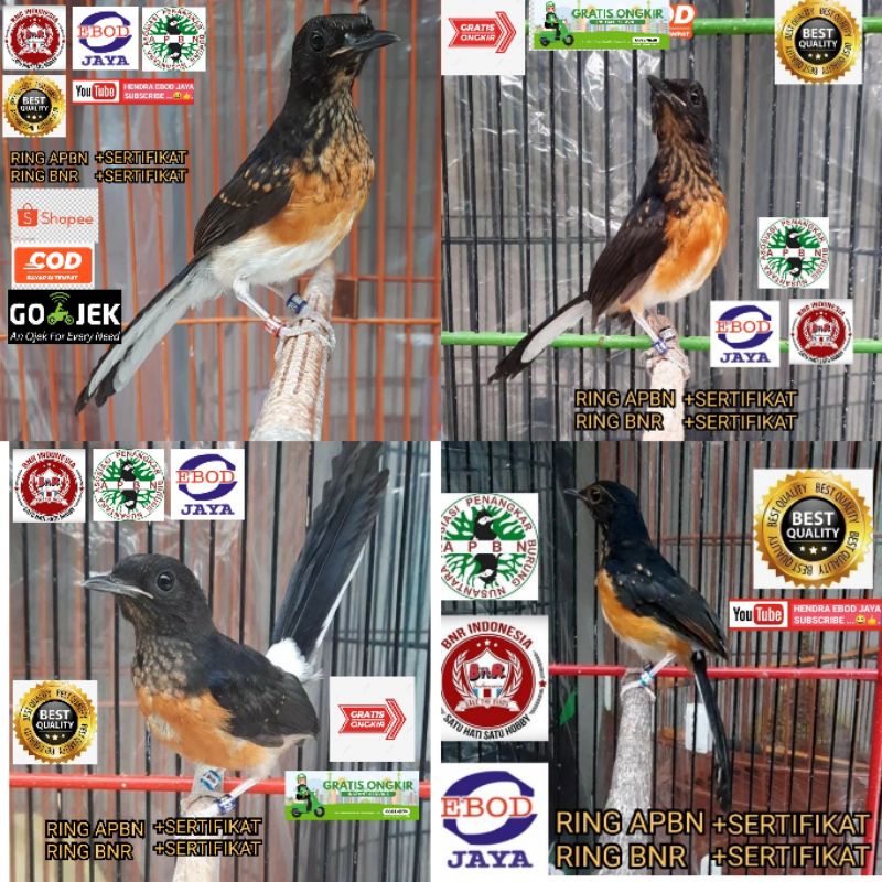 murai trotol istimewa RING BNR RING APBN SERTIFIKAT RESMI RECOMENDED TERPERCAYA