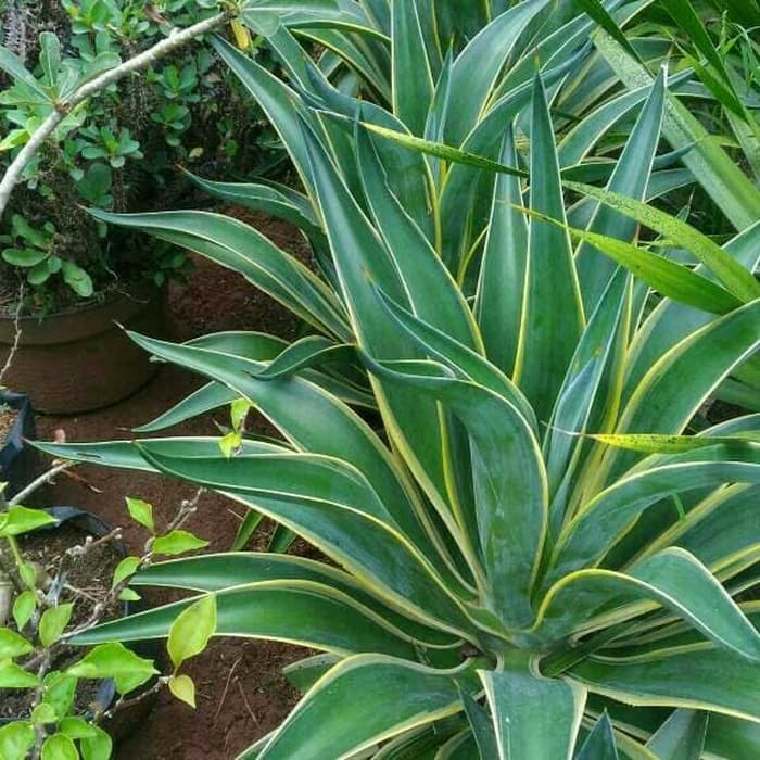 Tanaman Hias King Agave