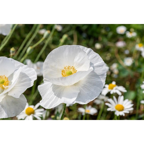 Benih Bibit Biji - Bunga Poppy Bridal Silk Papaver rhoeas Flower Seeds - IMPORT