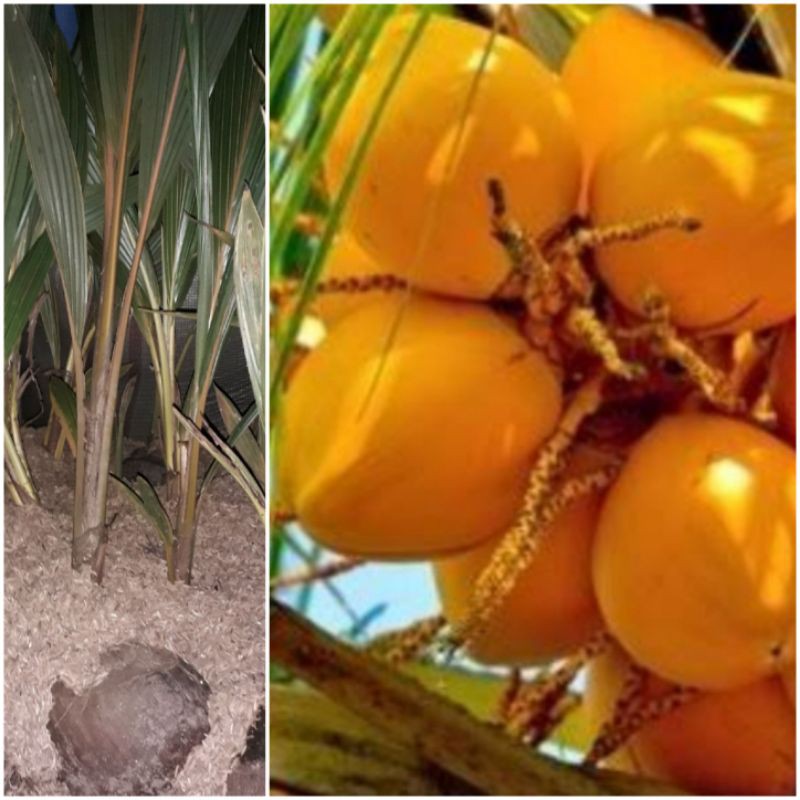 BIBIT KELAPA GADING KUNING / BUAH KELAPA GADING KUNING / BIBIT KELAPA
