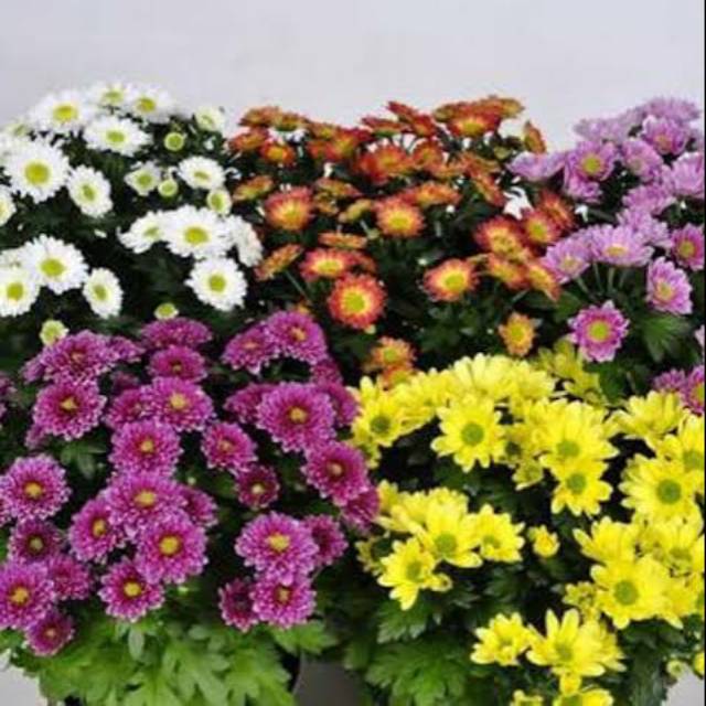 Bunga krisan - tanaman krisan