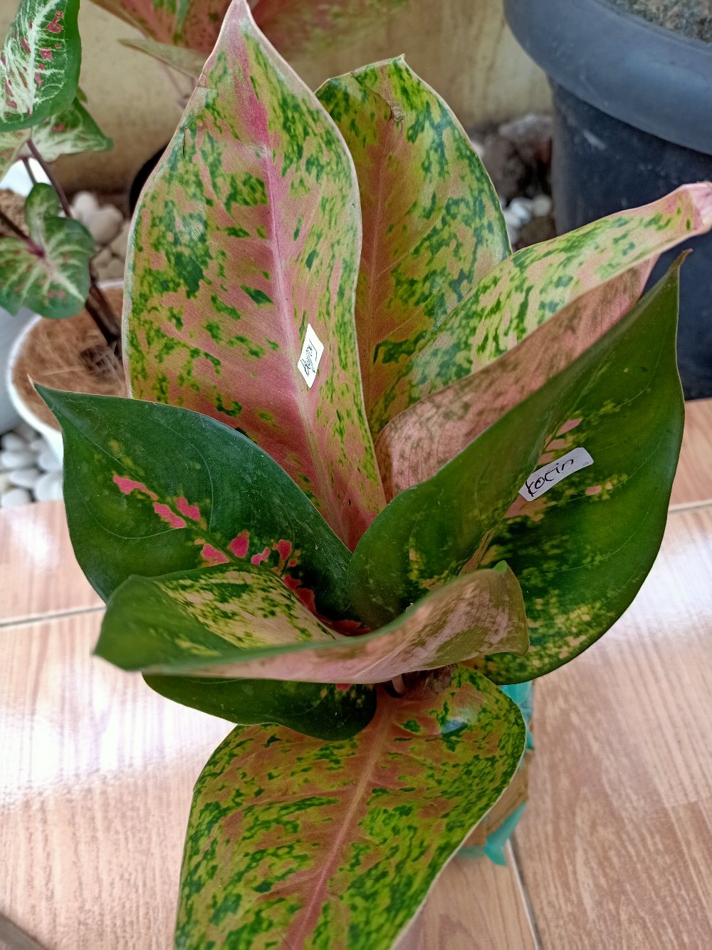 Aglonema Super Kocin Pink Import