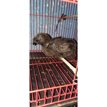 anakan ayam cemani lidah hitam