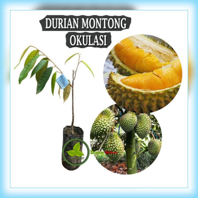 

dijual bibit pohon durian monthong/durian montong