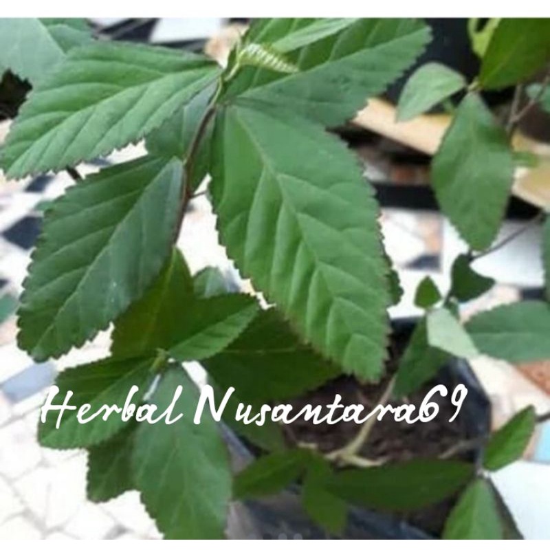 

Daun sadaguri segar 500gr murah