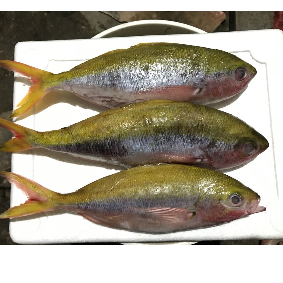 

Ikan Ekor Kuning Segar 1KG