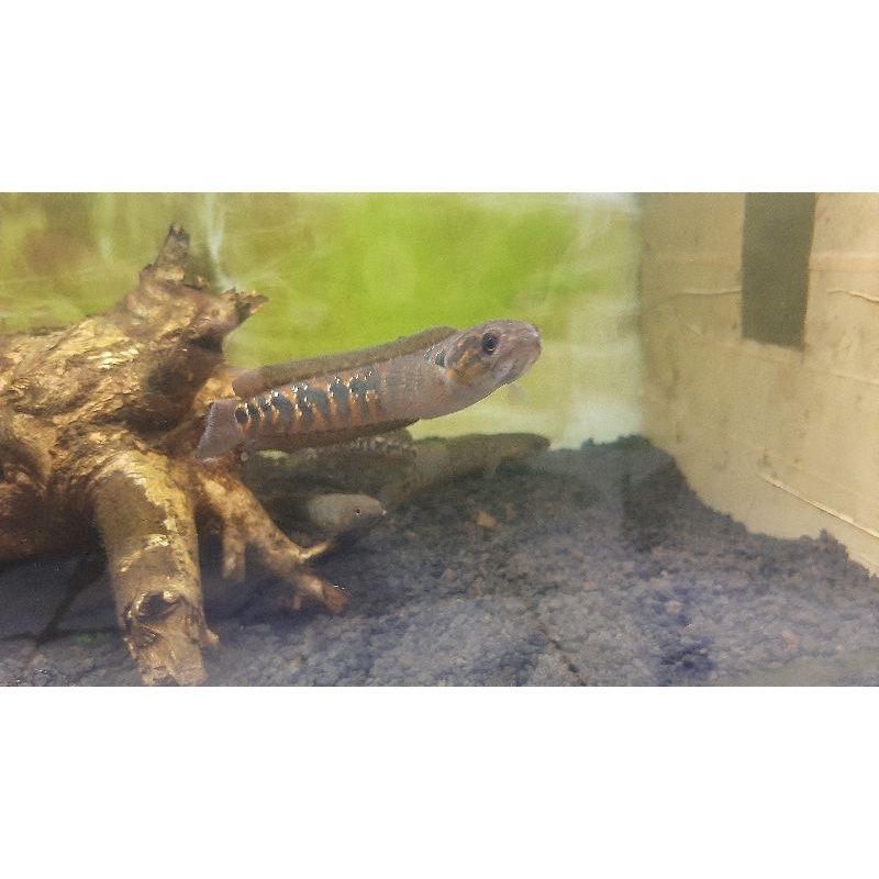 channa asiatica red spot