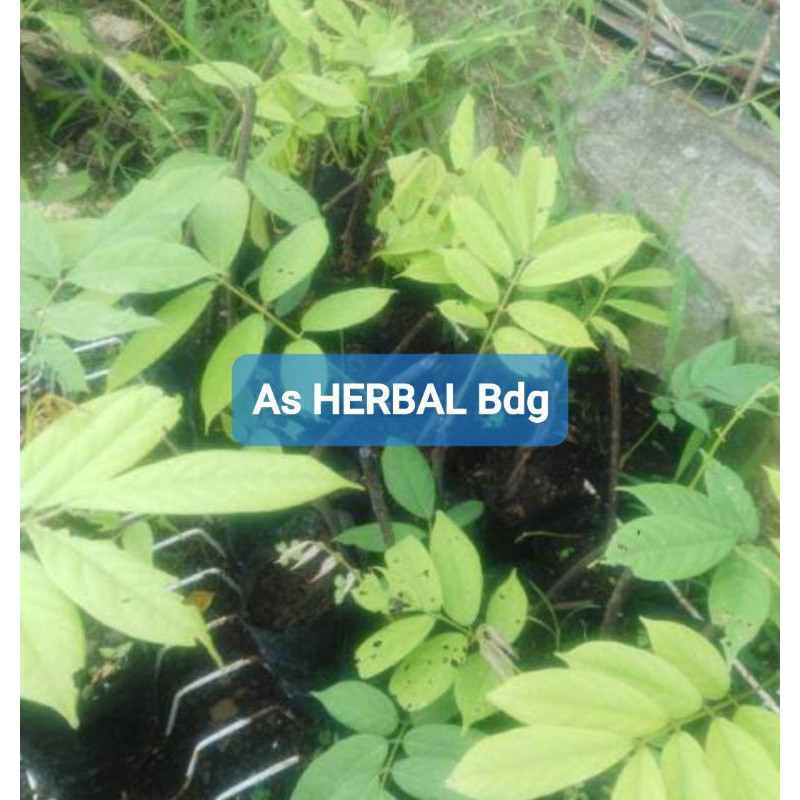 Bibit akar tuba / bibit tuba super-az