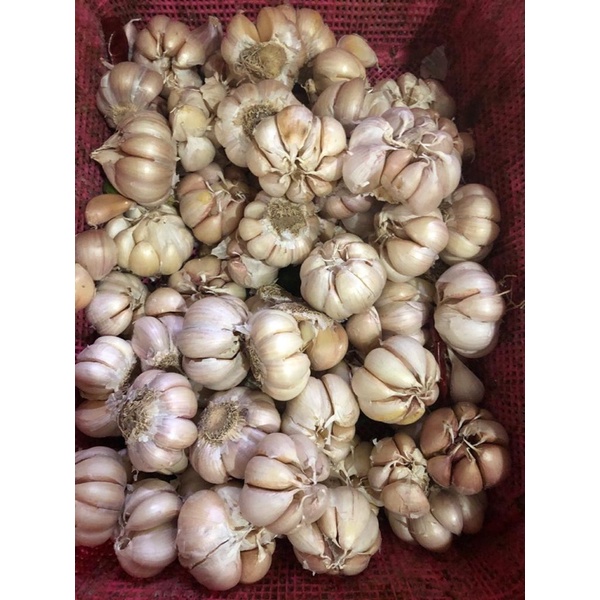 

Bawang Putih