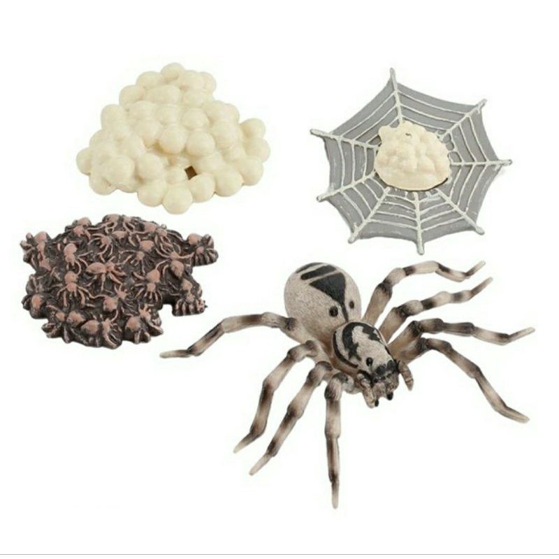Life Cycle / Siklus Hidup Hewan / Binatang / Animal - Laba - Laba Serigala / Lycosa / Wolf Spider - 