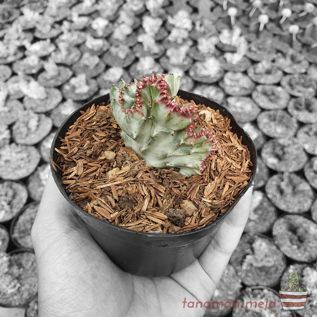 Tanaman Hias Hidup - Kaktus dan Sukulen (Euphorbia Lactea Cristata Silver)